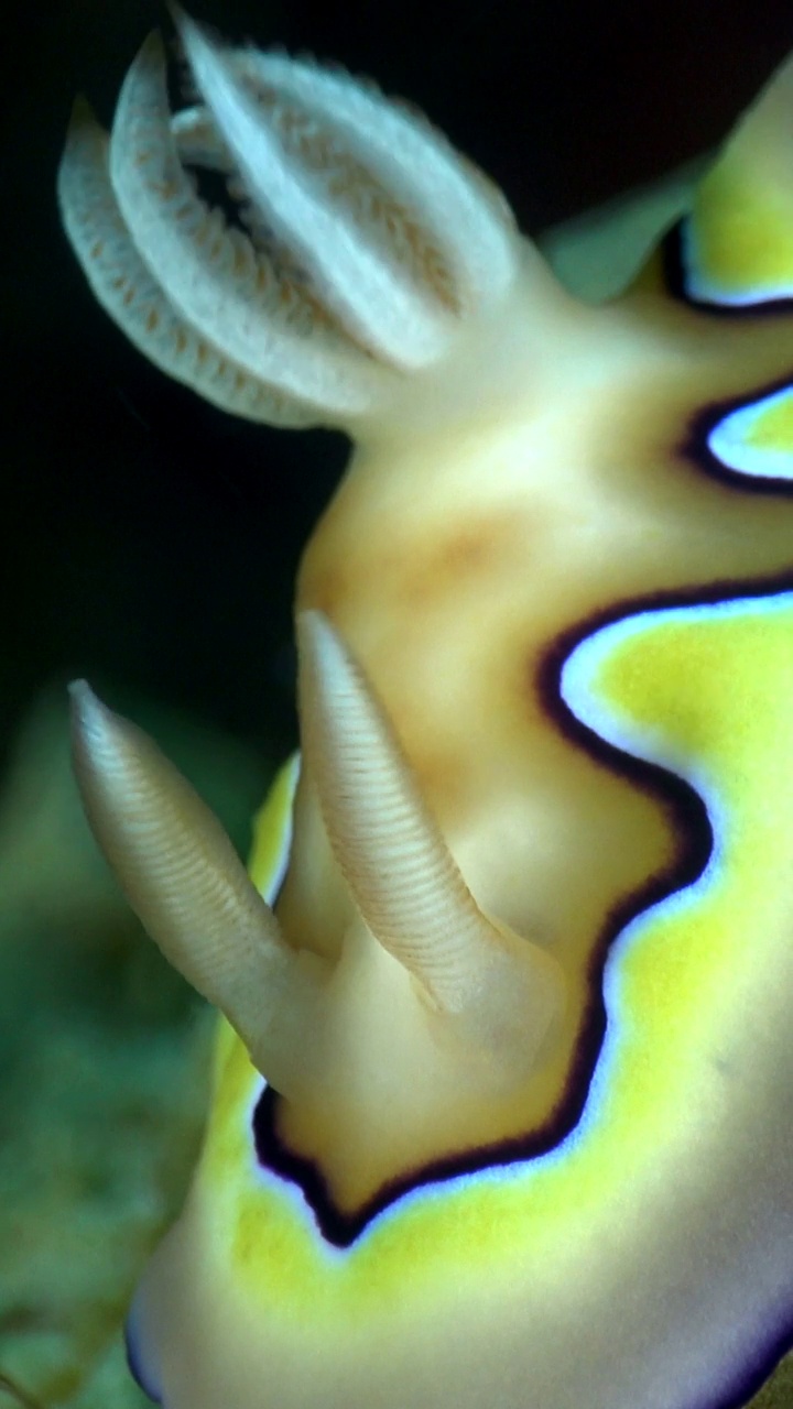 海绵上裸鳃海蛞蝓的垂直视频视频下载