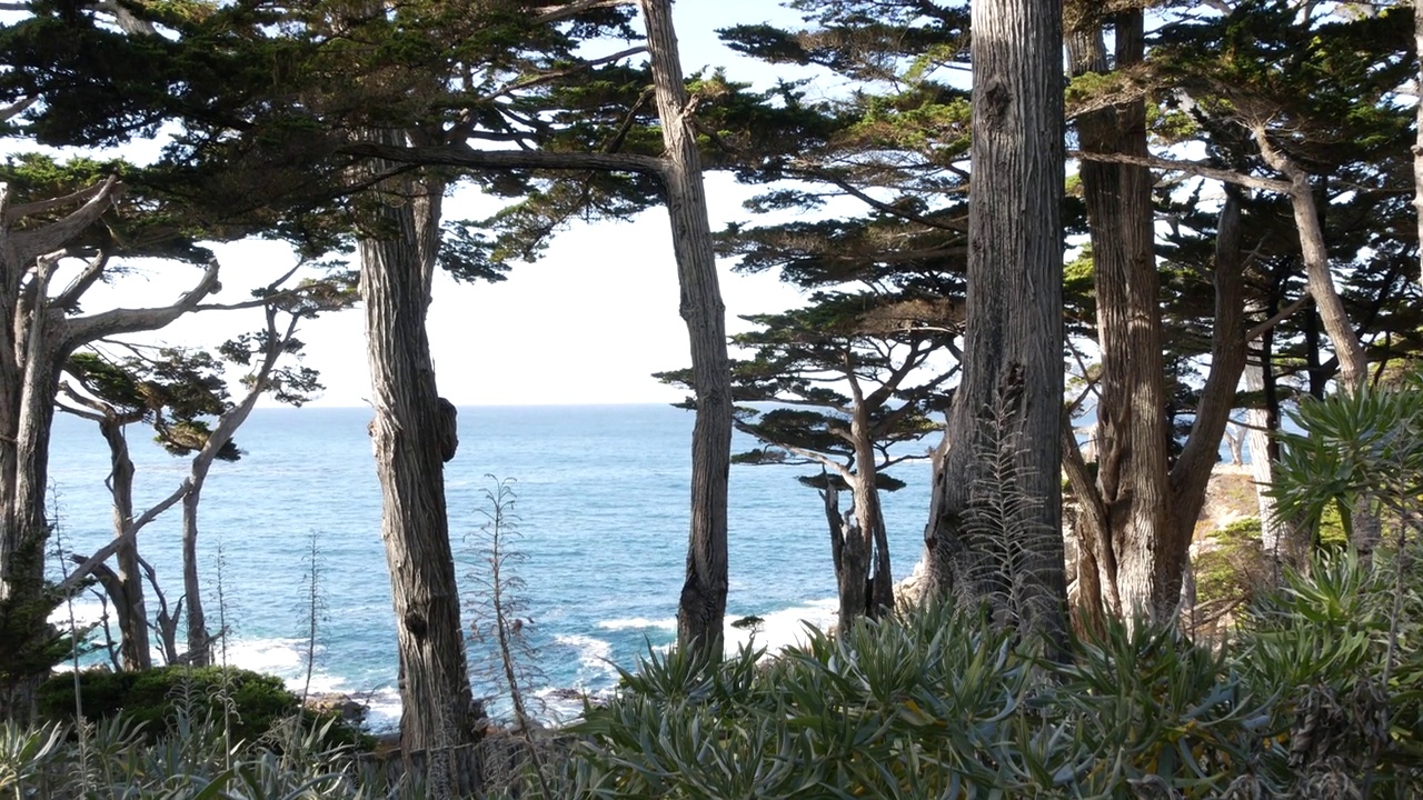 海浪，柏松树林，17英里车程，蒙特利，加利福尼亚海岸视频下载