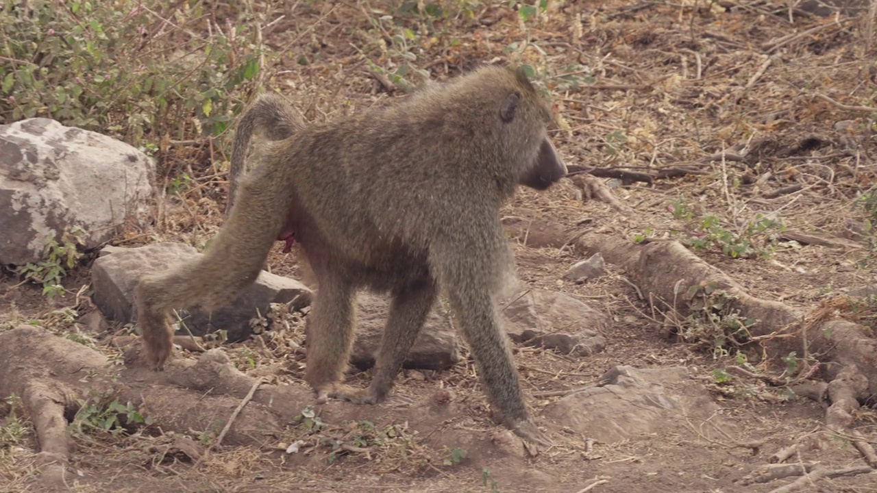 坦桑尼亚塞伦盖蒂国家公园，一只成年狒狒在散步和奔跑视频下载