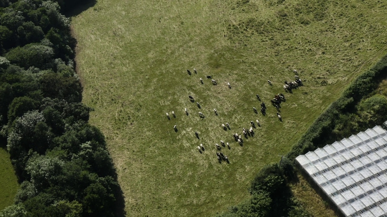 英国康沃尔郡卡尔斯托克郡夏季牧场放牧的鸟瞰图。视频素材