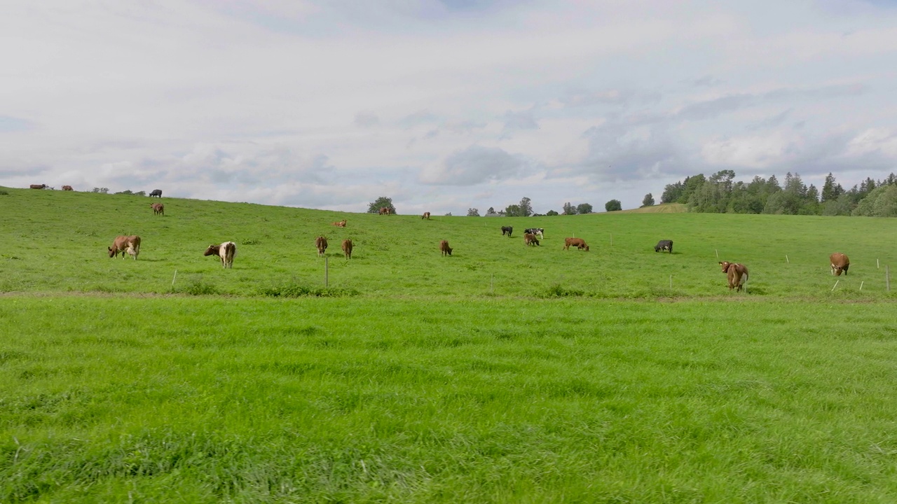 夏天，一群牛在乡下农场的草地上吃草。——空中视频素材