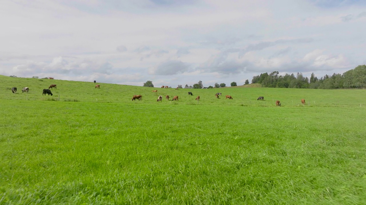 在白天，家牛在草地上吃草。-空中前进视频下载
