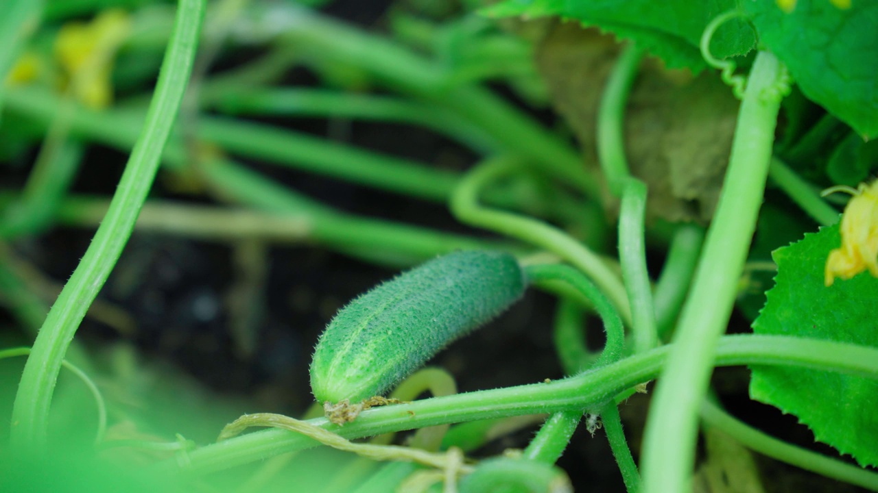种植温室黄瓜，种植有机食品。温室里枝条上的小黄瓜。视频下载