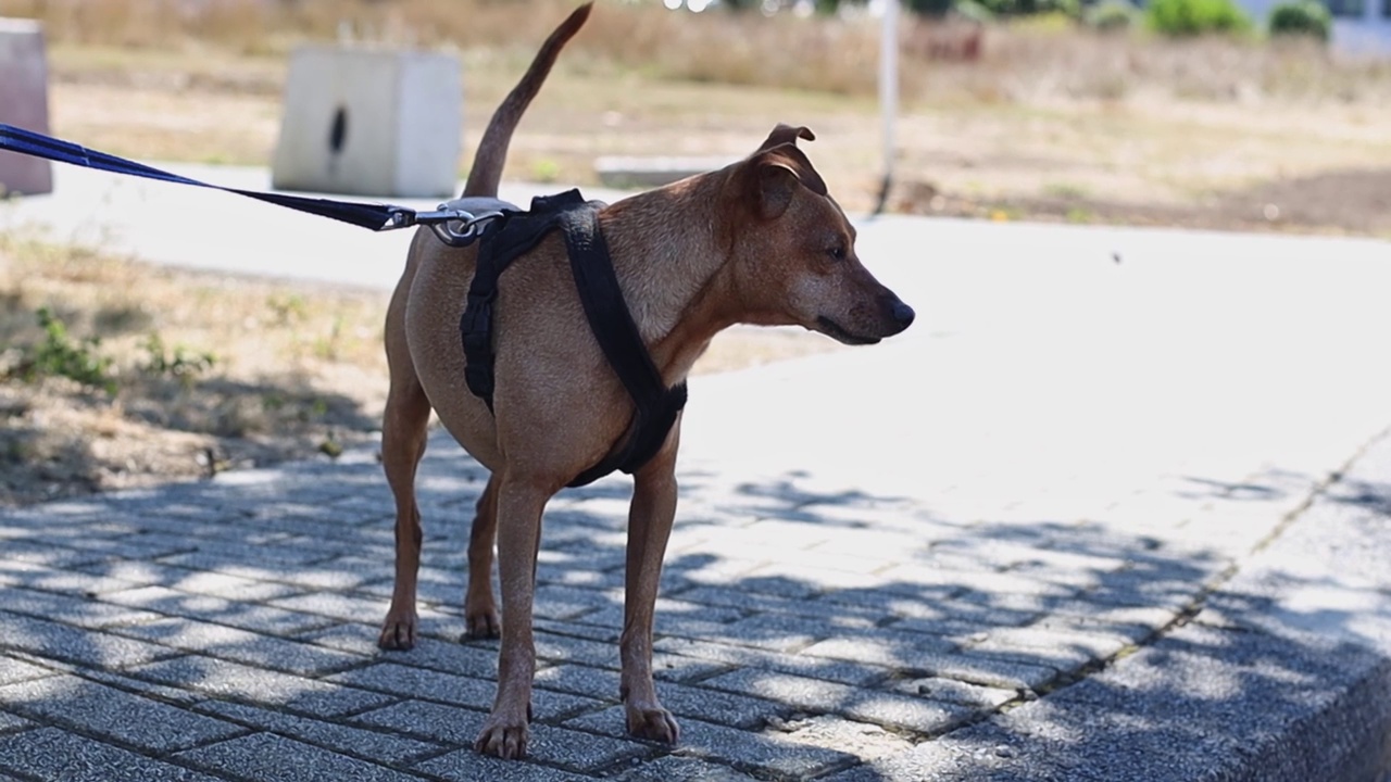 一只棕色的迷你犬若有所思地站在人行道上。视频素材