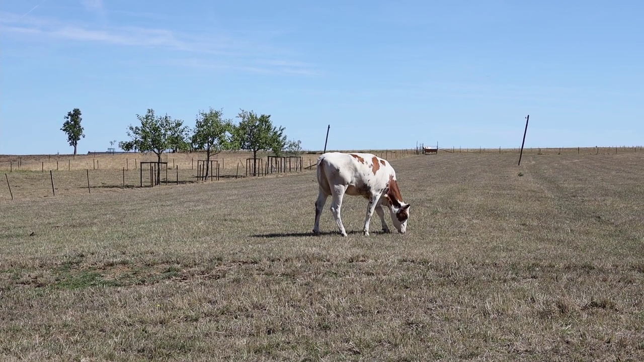一头牛走进了田野，停止了吃草视频素材