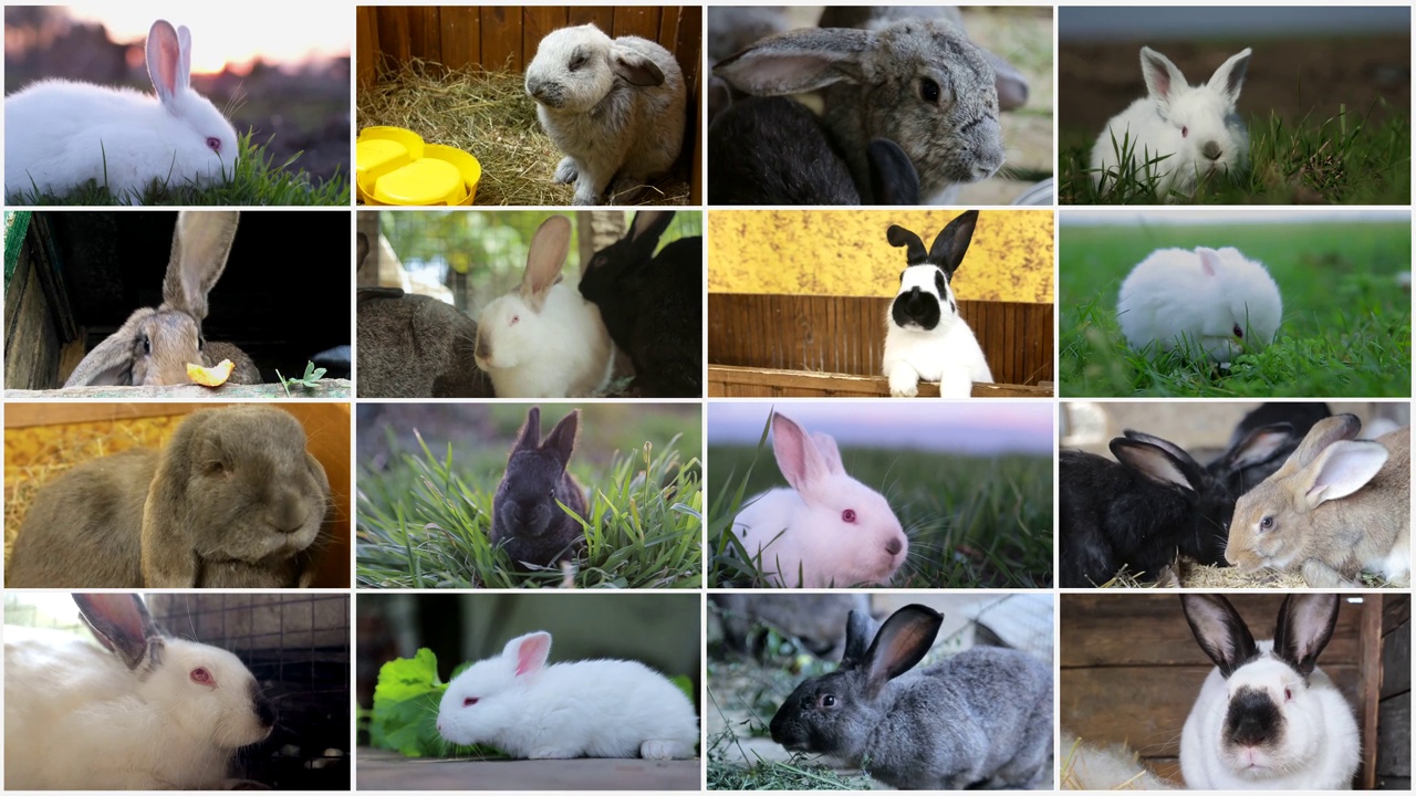 一组幼小的浅棕色兔子，长耳朵，孤立在白色上视频下载
