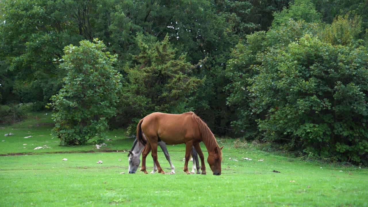 马在绿油油的草地上吃着新鲜的草，森林里的树木，大自然中的动物视频素材