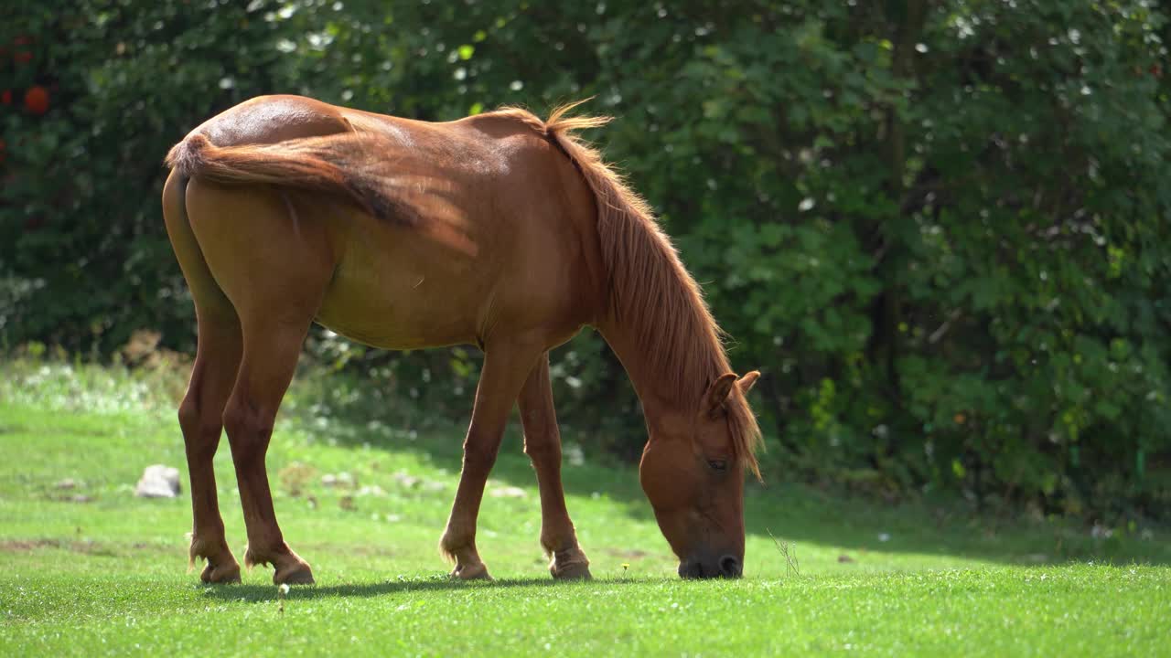 自由的马在以森林为背景的绿色草地上吃着新鲜的草视频素材