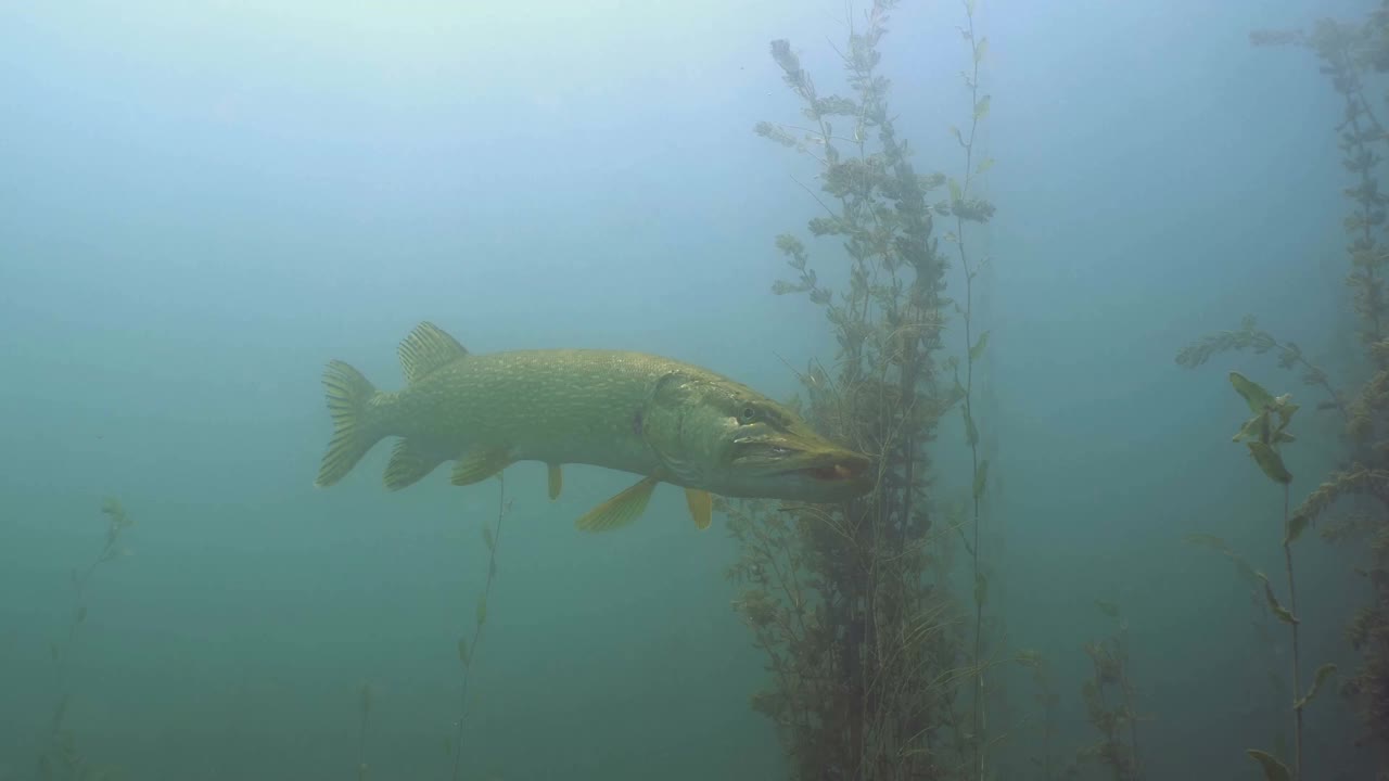 淡水湖中的大北梭鱼，水下拍摄视频下载