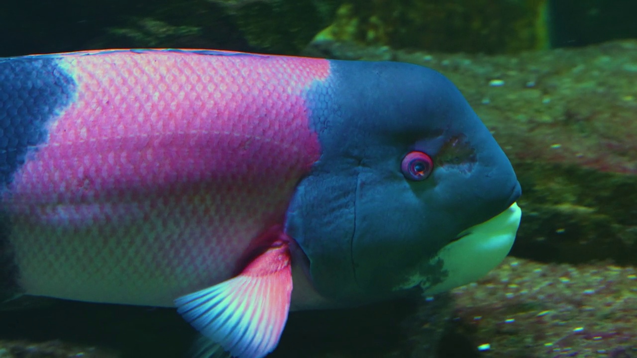 粉红色和蓝色热带鱼的特写视频下载