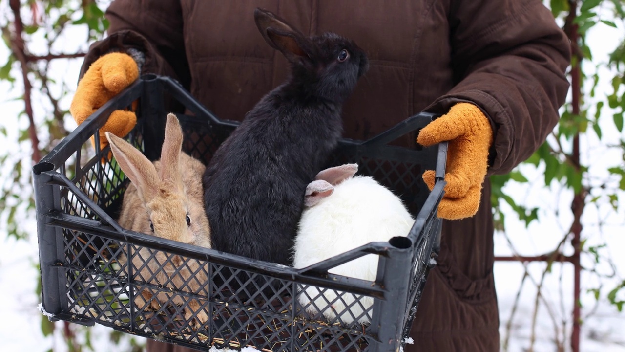 妇女农民抱着兔子的篮子。农场动物。视频下载
