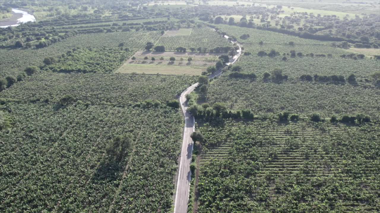 鸟瞰覆盖着绿色灌木和种植园的田野中的道路视频素材