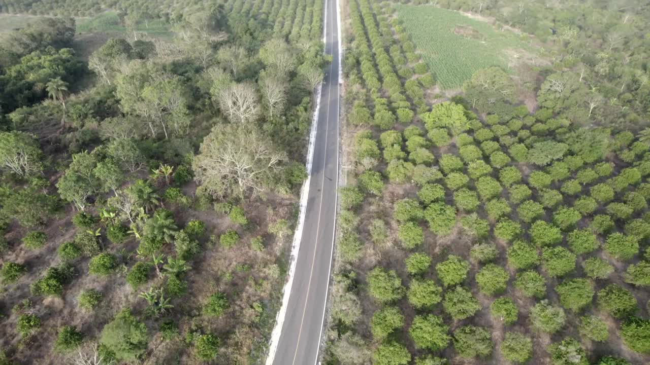 鸟瞰覆盖着绿色灌木和种植园的田野中的道路视频素材