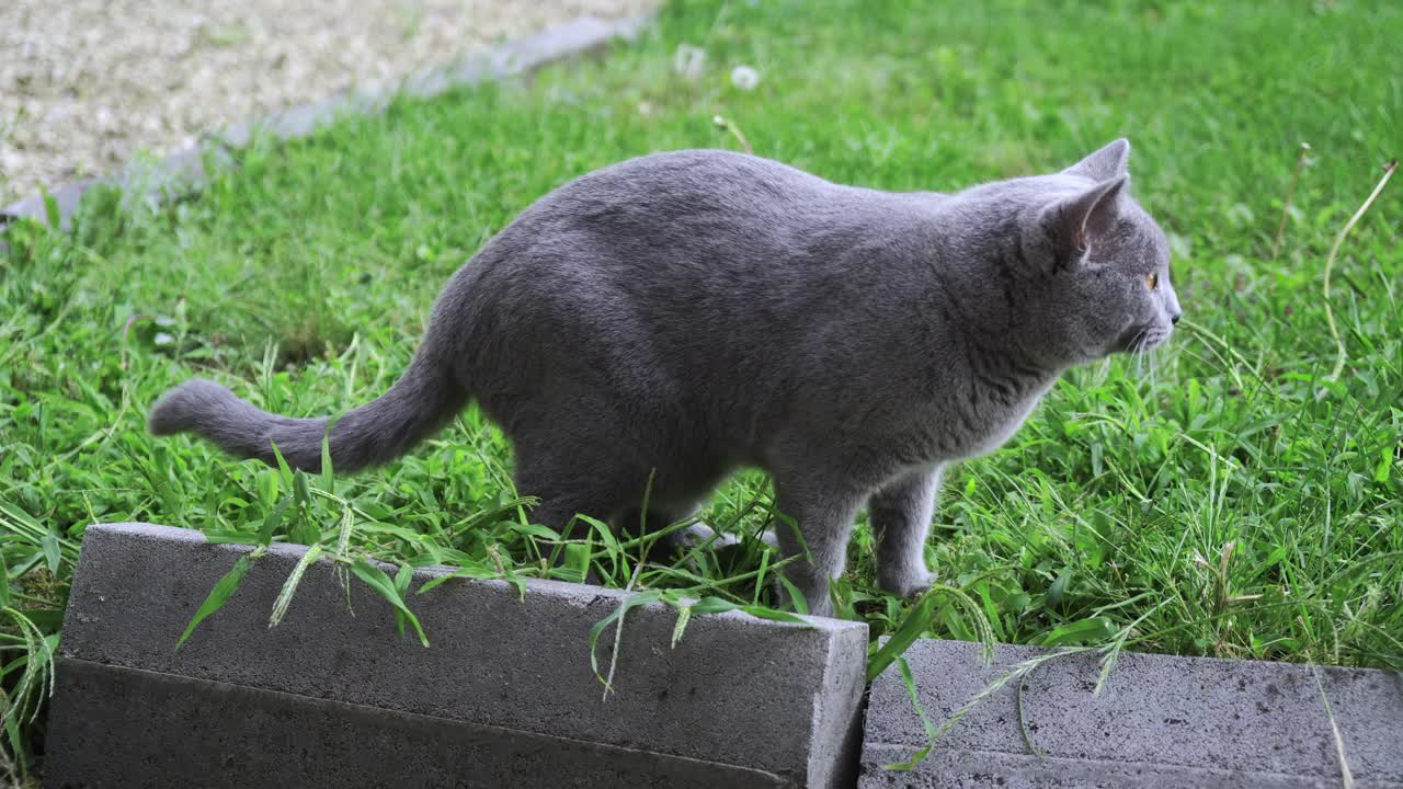 特写:一只灰色的英国短毛猫在绿色的草地上舔舐和清洗自己视频素材