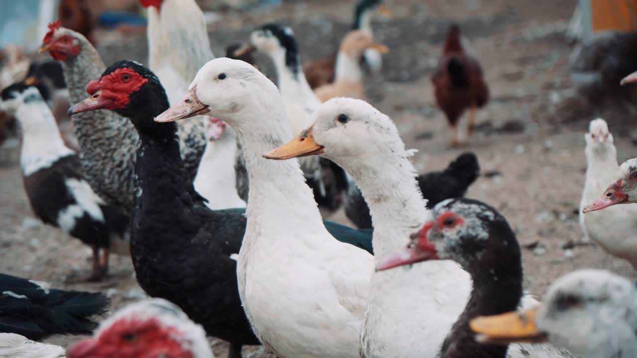 农场里可爱的鸭子和其他鸟类的特写视频下载