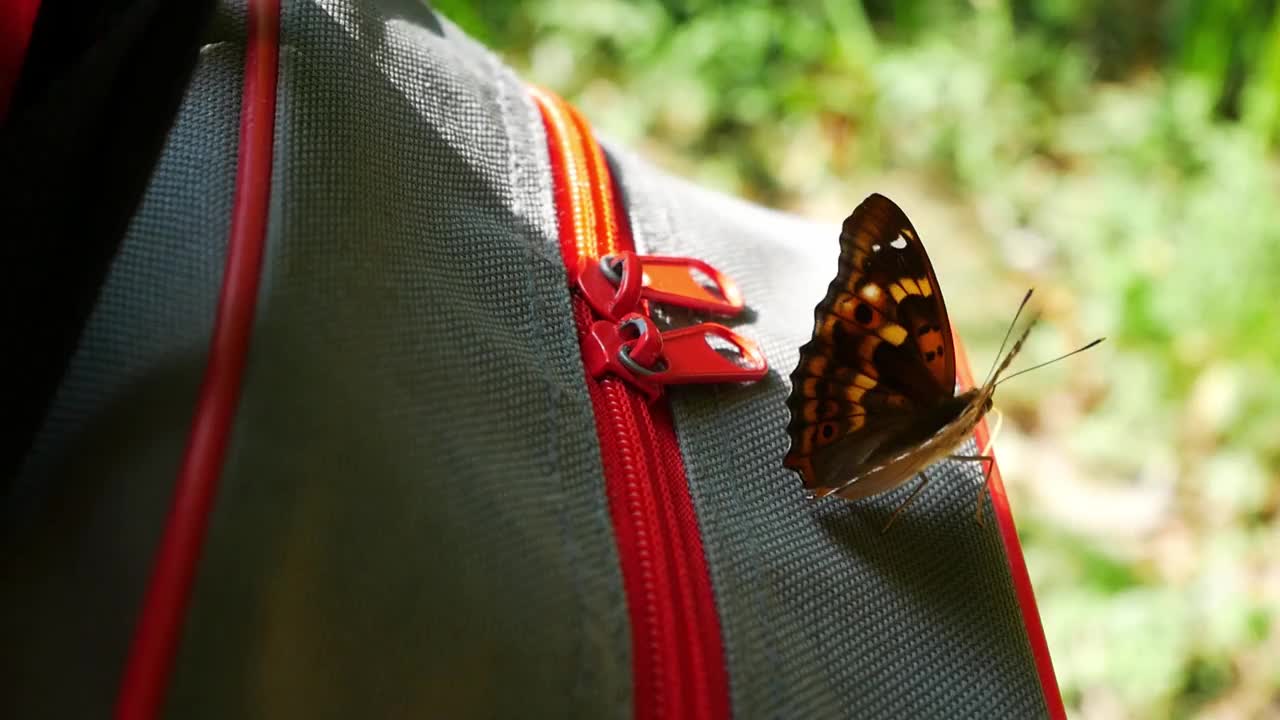 在一个阳光明媚的日子里，一只彩色的漂亮的牛蒡蝴蝶在一个袋子上在花园里移动视频下载