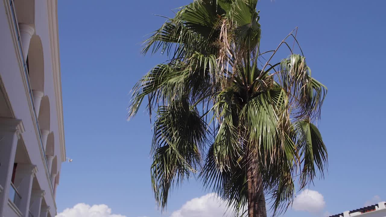 棕榈树在风中吹着，旁边的建筑与蓝天白云背景放松慢动作视频素材