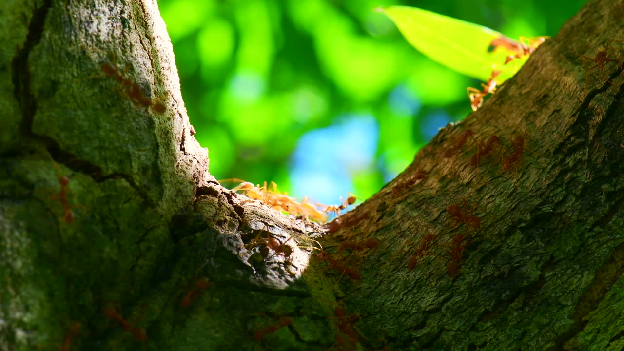 红色的蚂蚁在树上视频素材