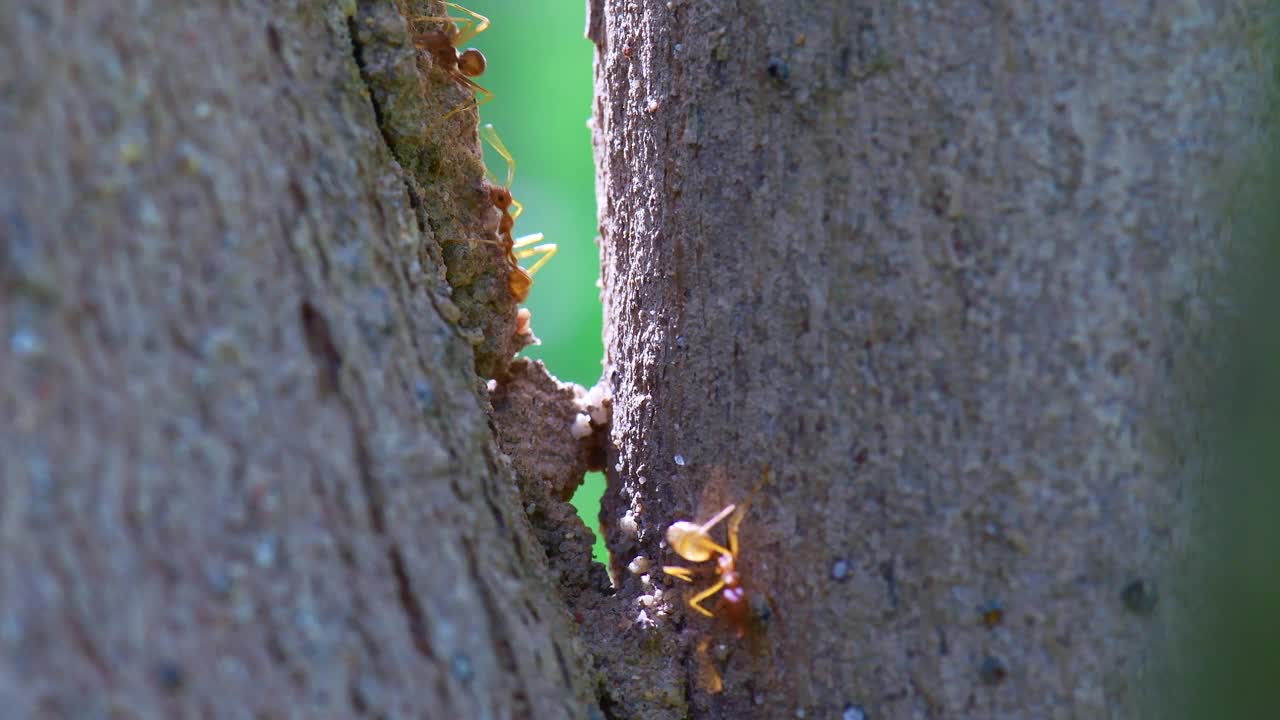 红色的蚂蚁在树上视频素材