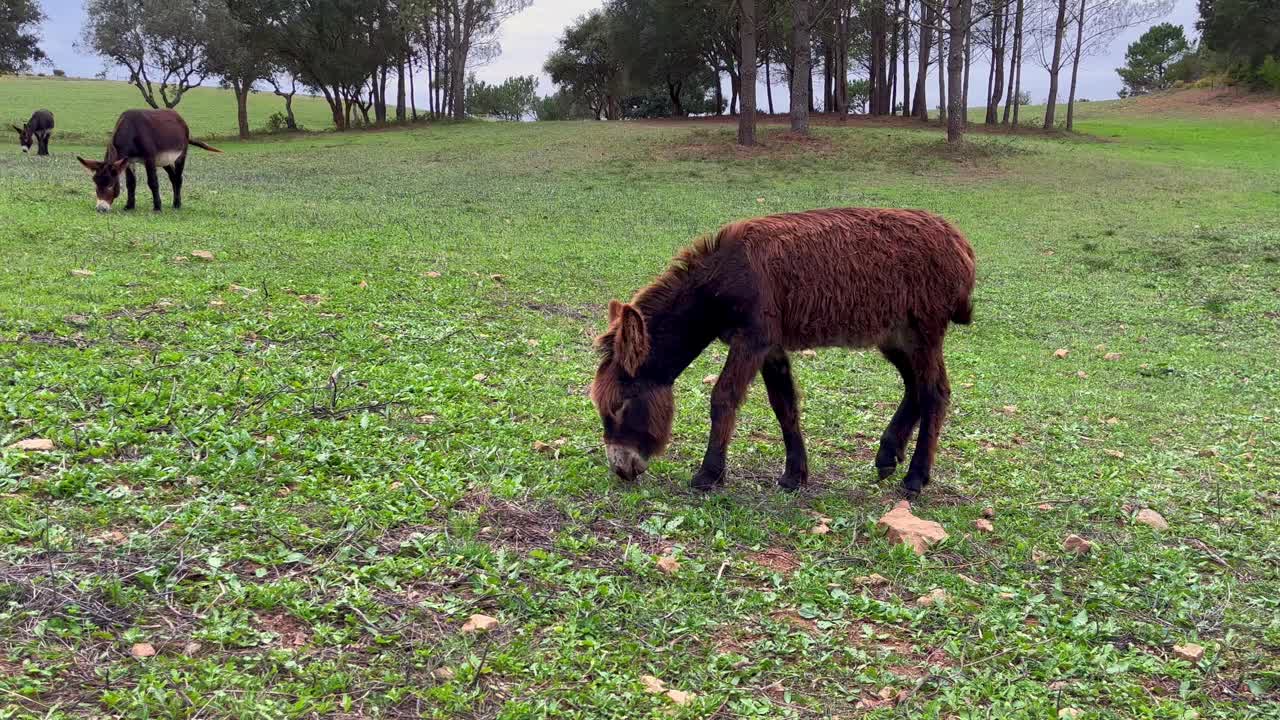 驴在田里吃东西视频素材