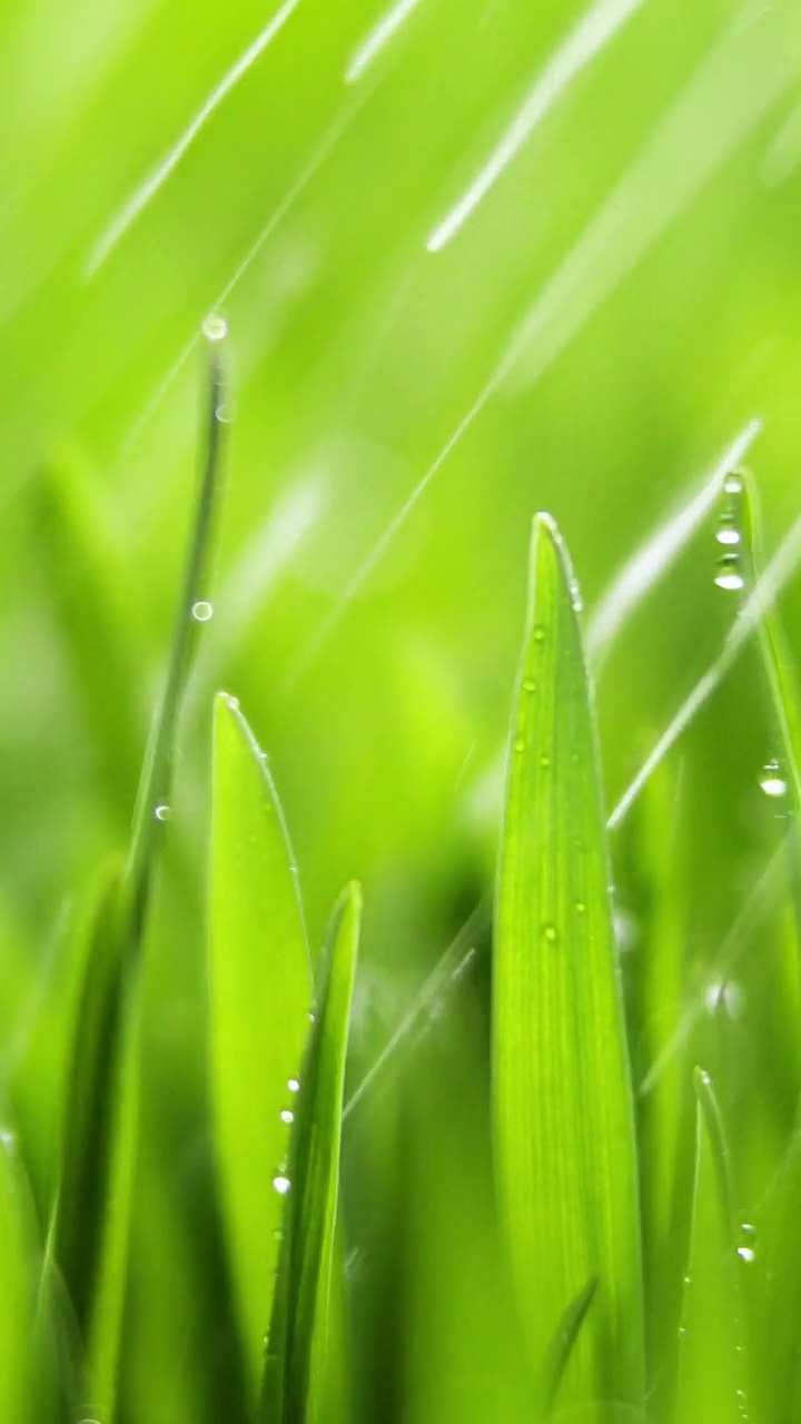 竖屏:新鲜的晨露落在绿色的草地上，被阳光照亮，随风飘荡。仲春潮湿多雨的天气。纯自然，为社交媒体拍摄视频下载