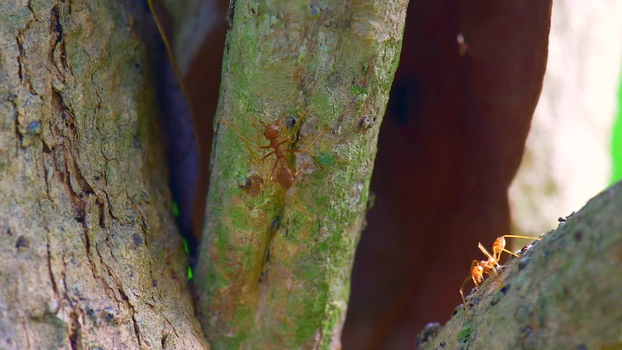 红色的蚂蚁在树上视频下载