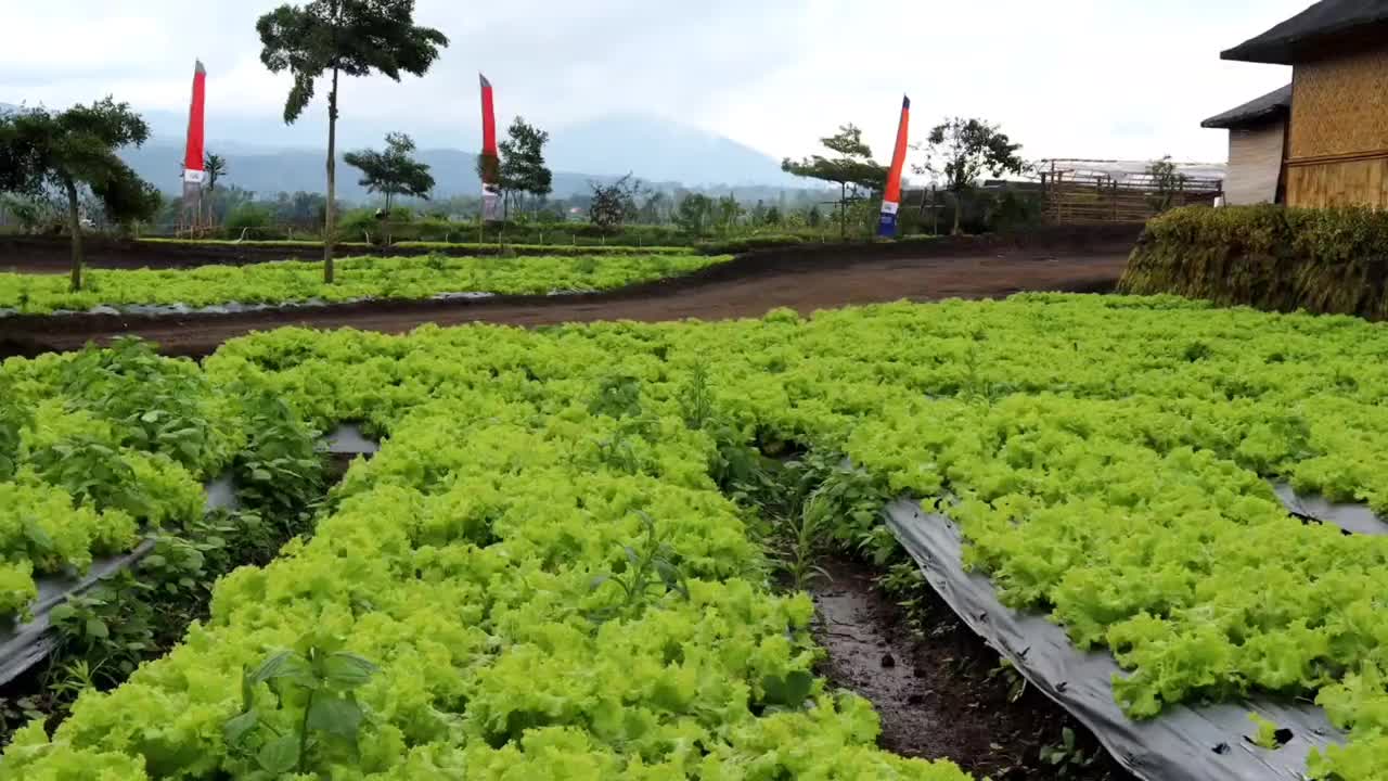 农场里的新鲜生菜。视频素材