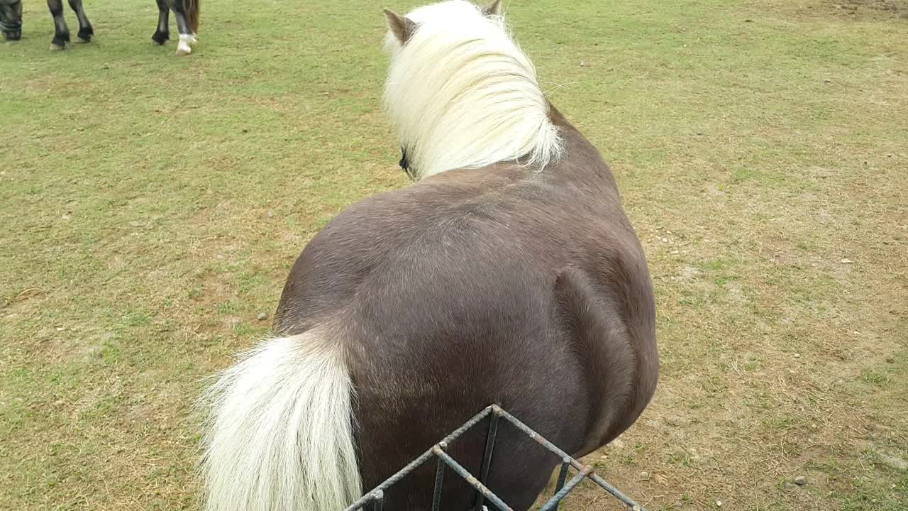 在一个农场里，一头有着白色鬃毛和尾巴的深棕色小马正用身体摩擦着铁笼视频素材