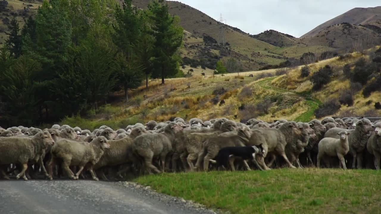 美丽的景色，一群羊聚集在一起，两只狗围着它们跑视频下载