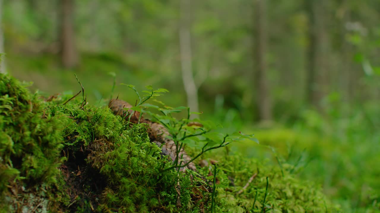 地面锥的4K镜头。森林和苔藓视频素材