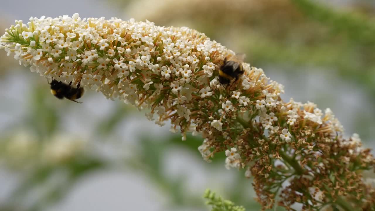 特写镜头大黄蜂在一个模糊的背景上吃白色的夏季紫丁香花视频下载