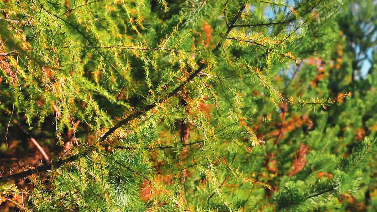 4k渲染的绿色树枝在秋天的森林视频下载