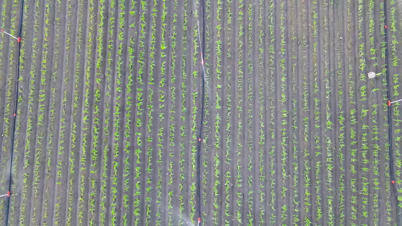 灌溉耕地的鸟瞰图视频下载