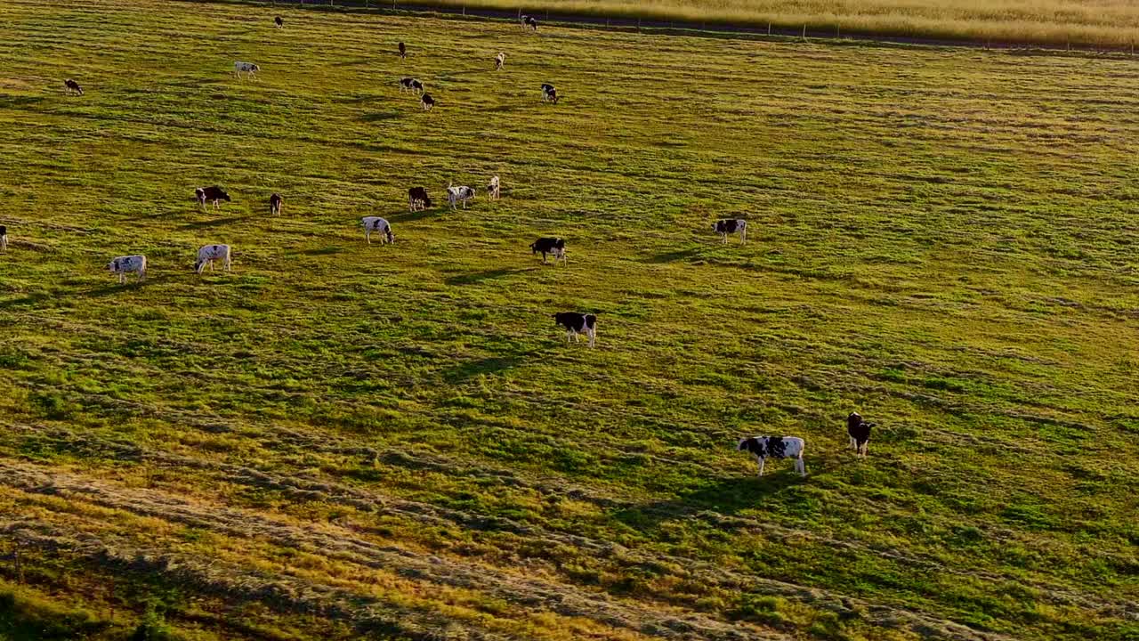 一群家奶牛站在农村的田野上吃东西。——空中视频素材