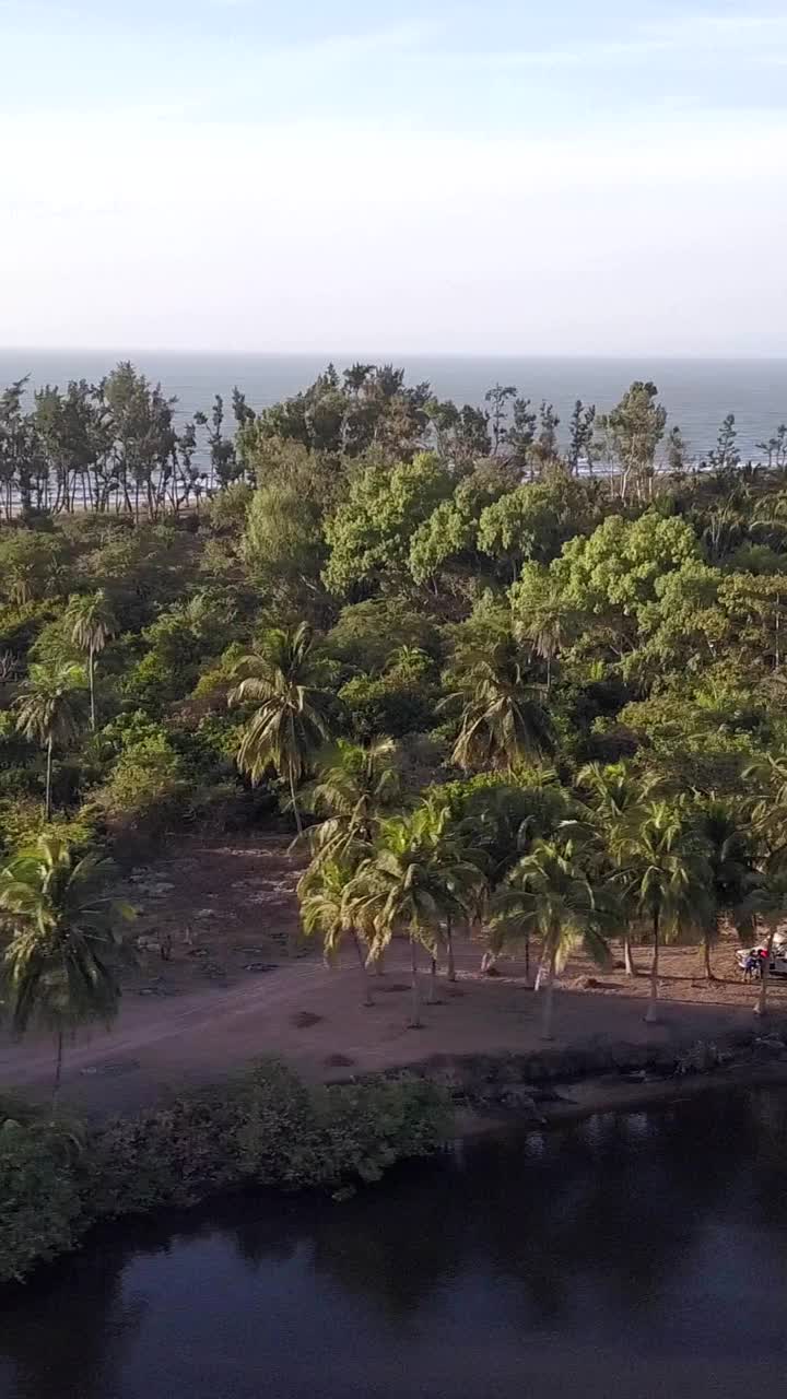 海岸，椰子树，河流和红树林的垂直视频，一边平移一边走视频下载