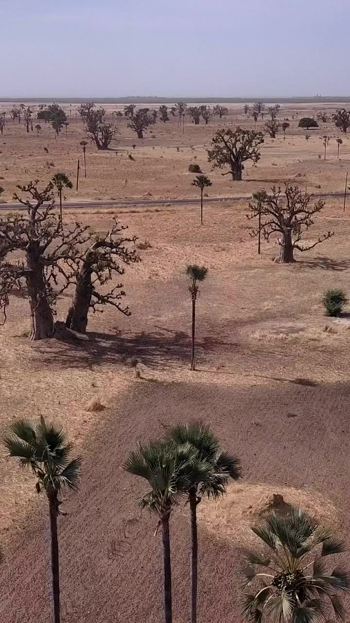 垂直视频平坦的旱地猴面包树和棕榈树散落在周围视频下载