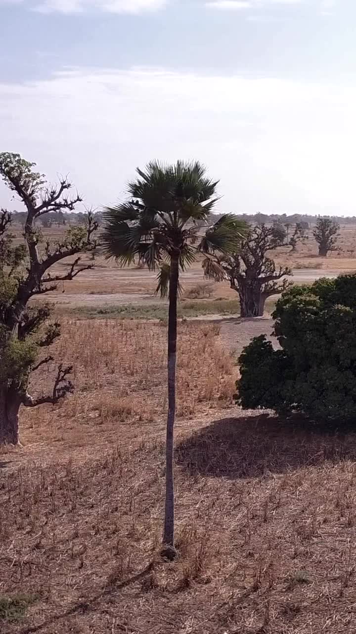 垂直视频平坦的旱地猴面包树和棕榈树散落在周围视频下载