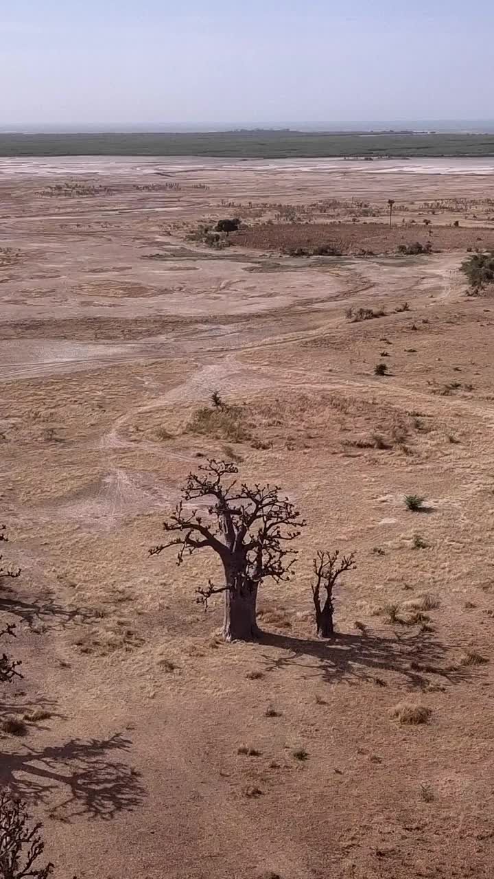 垂直视频平坦的旱地猴面包树和小灌木散落在周围视频下载