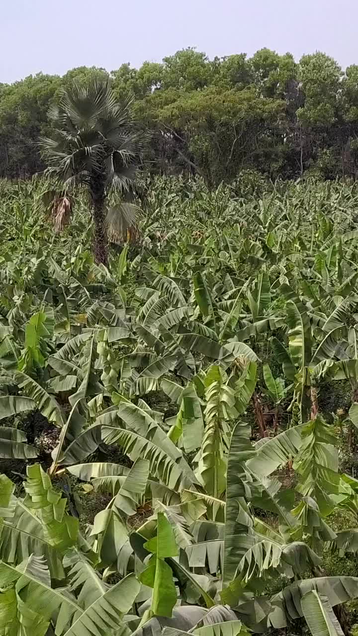 垂直视频的香蕉树排列在永续种植与森林周围视频下载