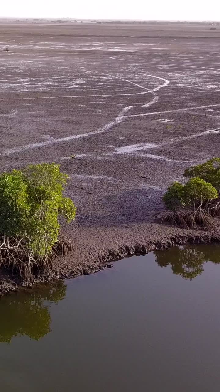 垂直视频红树林沿河，泥泞周围，上升和平移视频下载