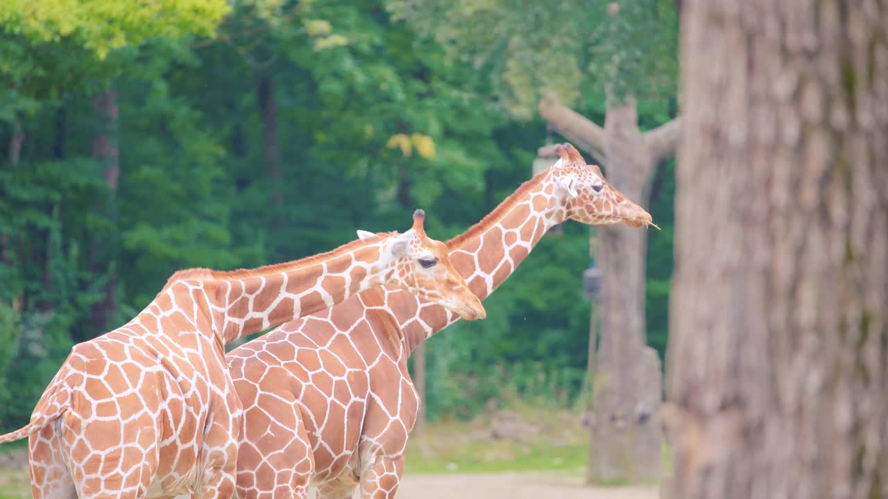 两只长颈鹿在大自然中吃植物的4k特写镜头视频下载