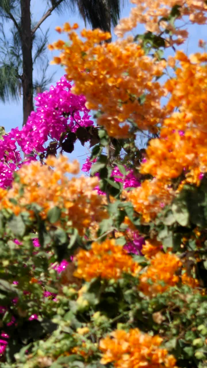 垂直视频的紫色和橙色的花三角梅在风中移动视频下载