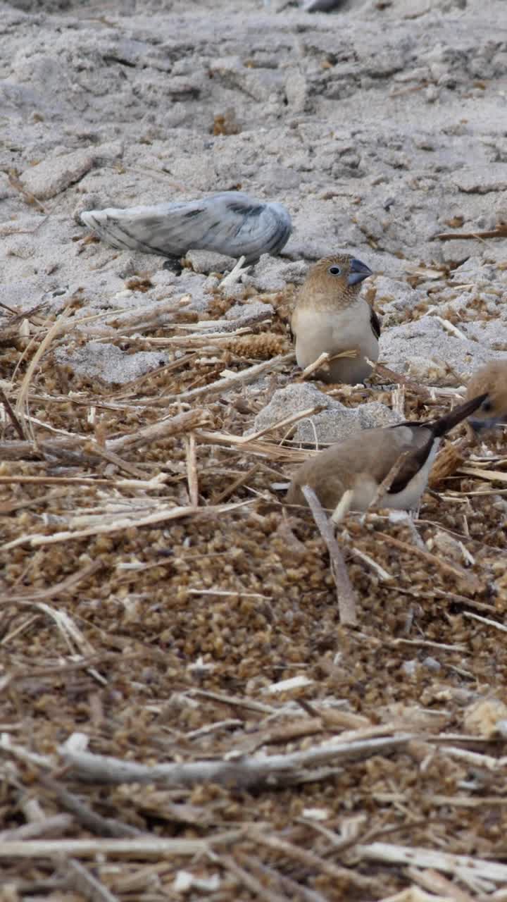 非洲银嘴鸟在沙子上的木屑中寻找食物的垂直视频视频下载