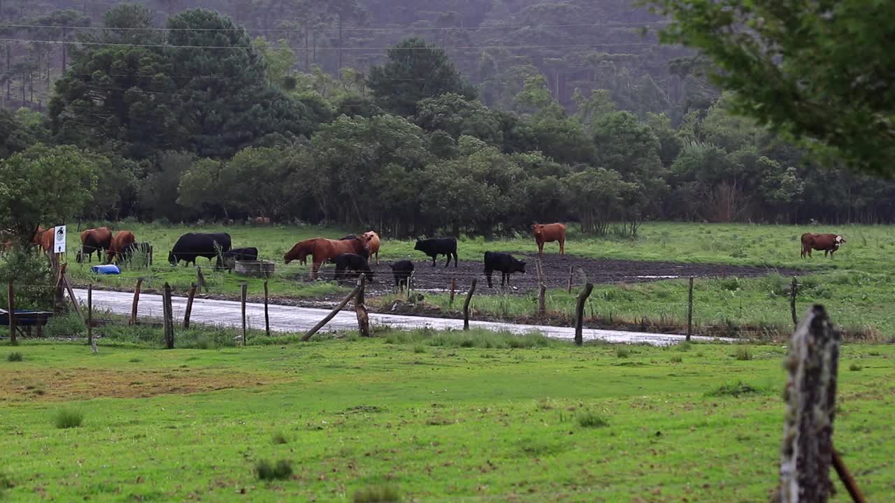 一群奶牛在HD的农田里吃草视频素材