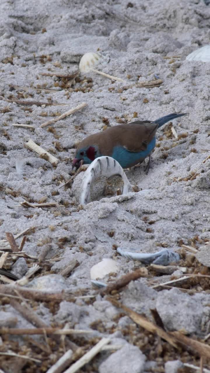 垂直视频中，红脸蓝带在沙滩上的木屑中寻找食物视频下载