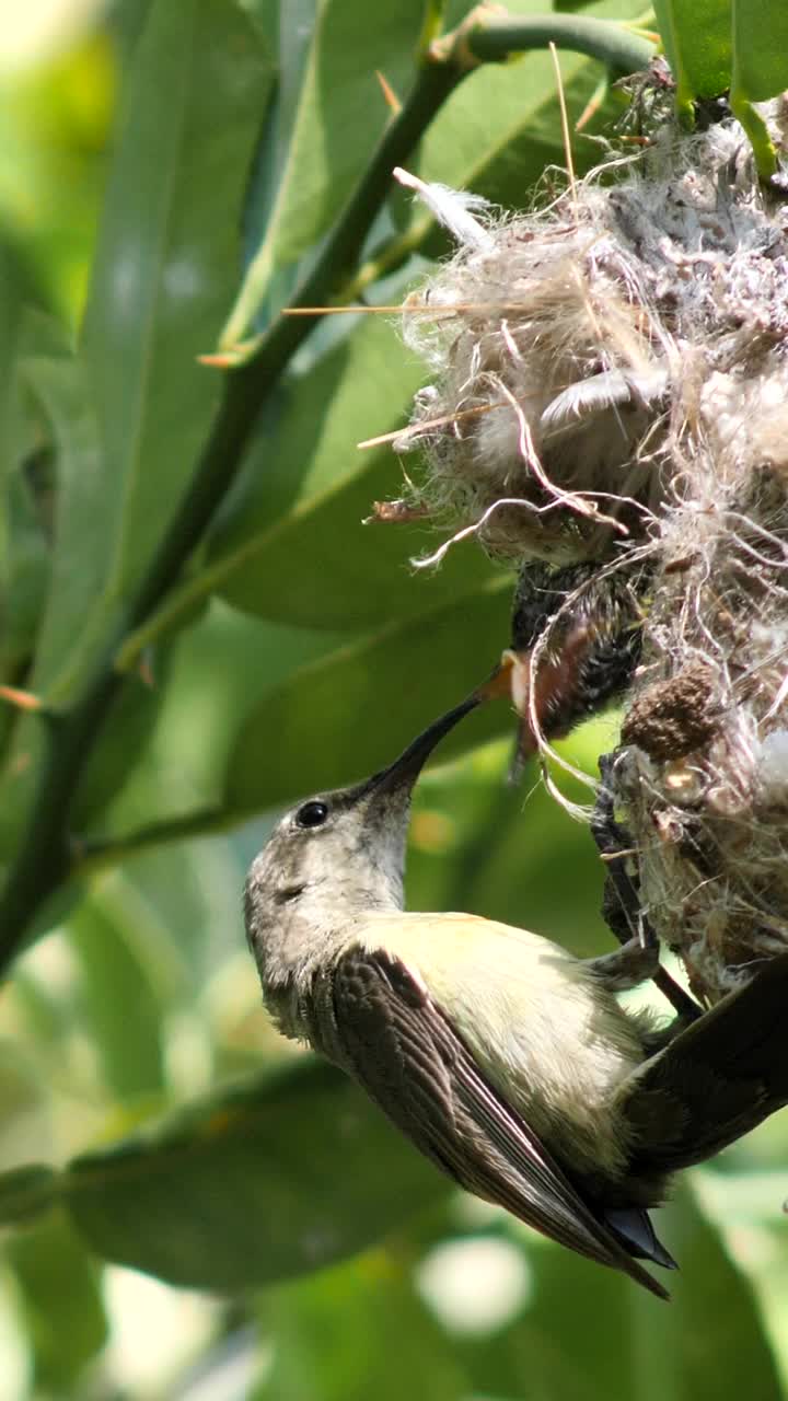 垂直视频的女性美丽的太阳鸟喂养它的孩子和清洁它的悬浮巢视频下载
