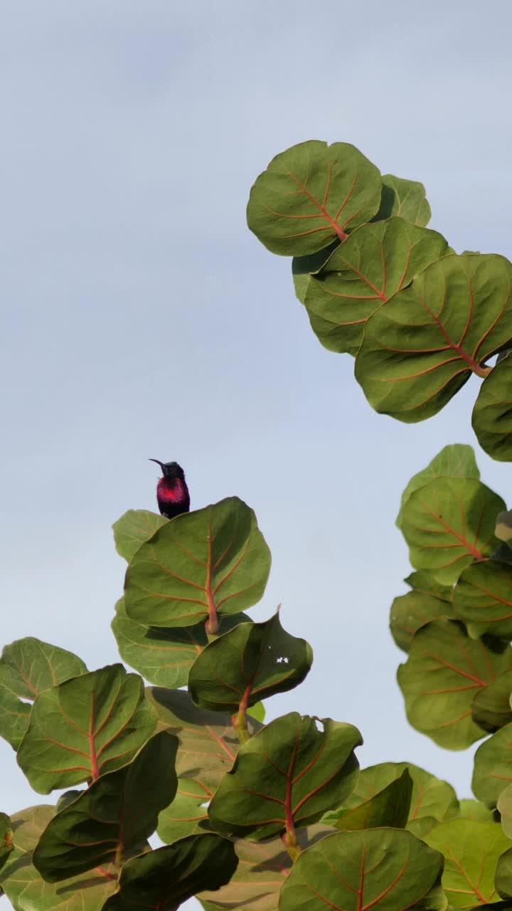 红胸太阳鸟栖息在树顶的垂直视频视频下载