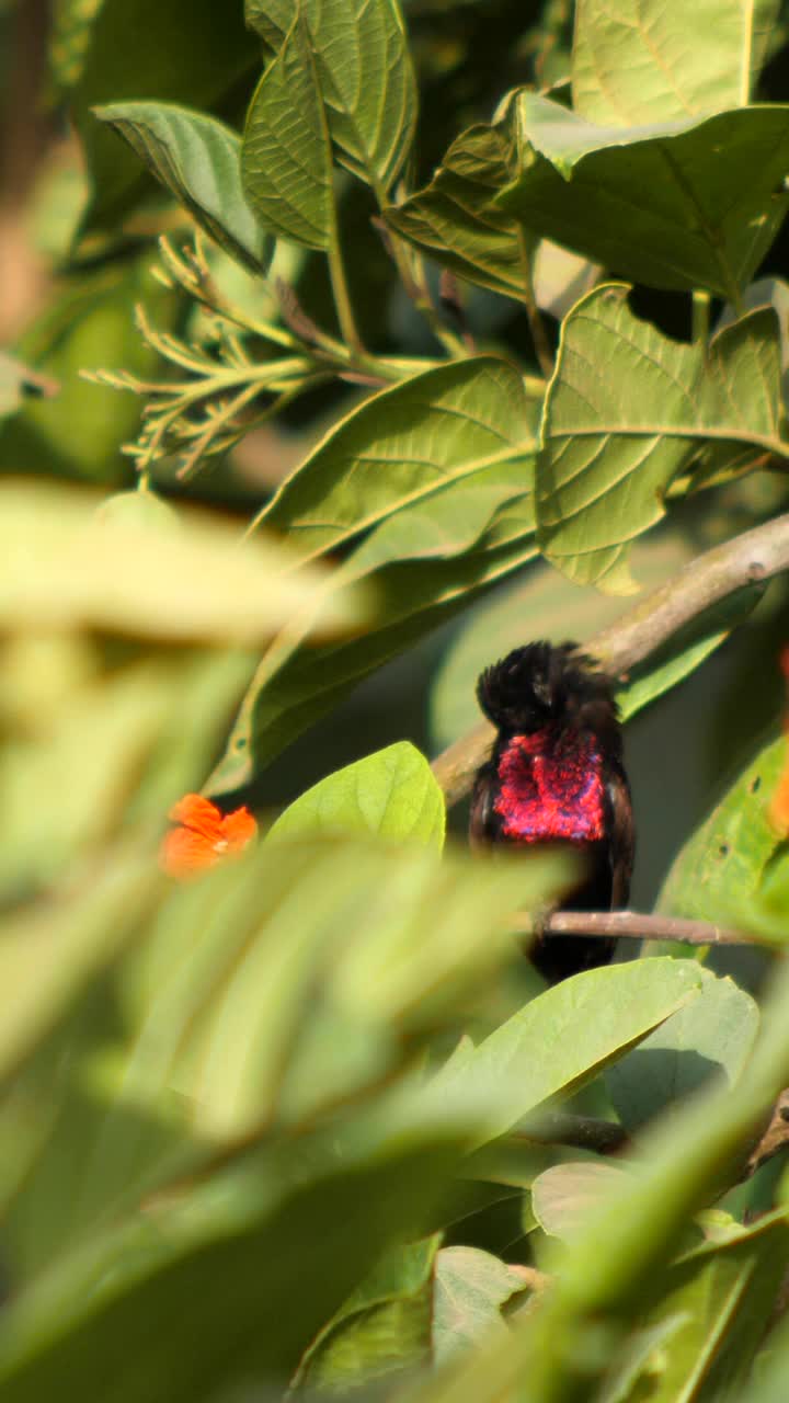 红胸太阳鸟栖息在树中间清洁自己的垂直视频视频下载