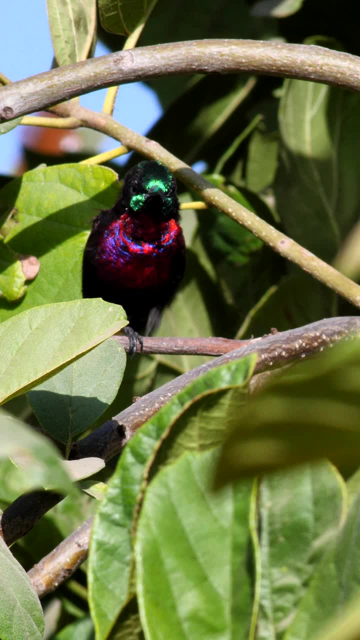 红胸太阳鸟栖息在树中间清洁自己的垂直视频视频下载