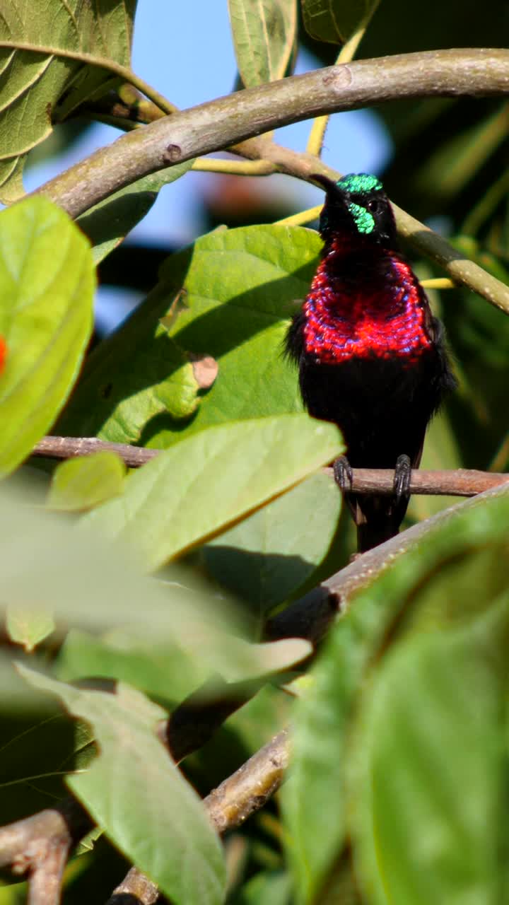 垂直视频显示，红胸太阳鸟栖息在树中间，清理自己，然后飞走视频下载